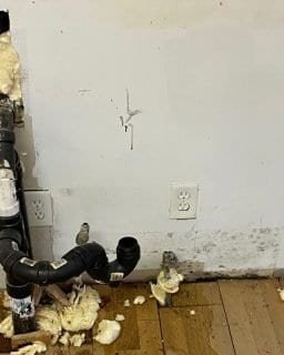 Before: mold growth on a wall in a Colorado home