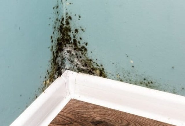 Mold growth exposed behind a wall