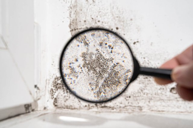 Close inspection of black mold on a surface