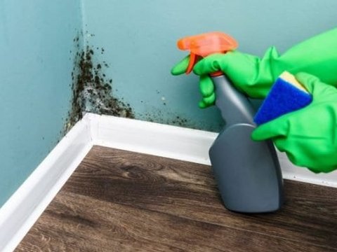 Mold cleanup underway at a Boulder-area home