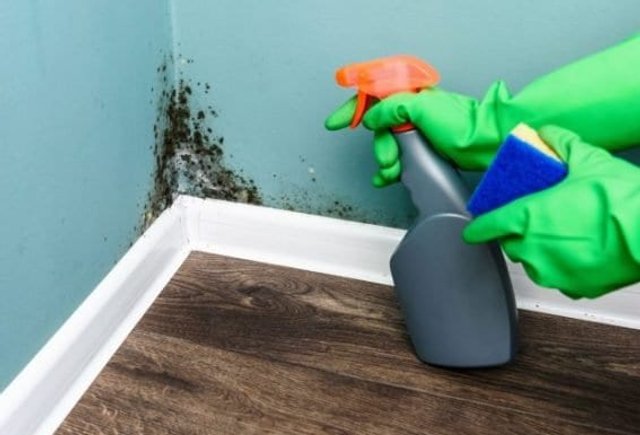 Technician remediating mold in a home
