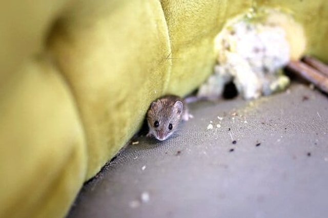 Rodent dropping cleanup and disinfection