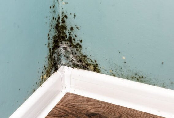 Mold Remediation Before
